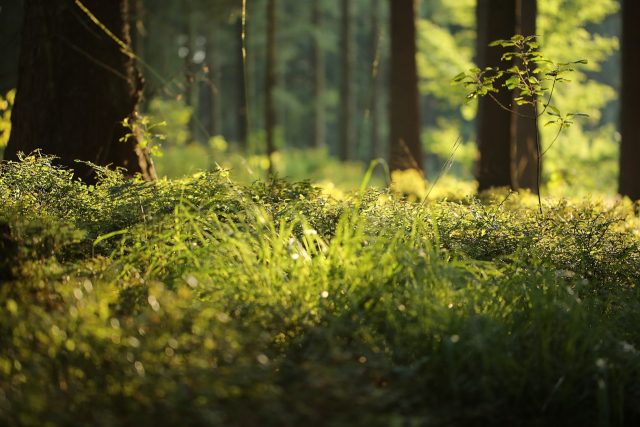 forest-floor-4700814_1280