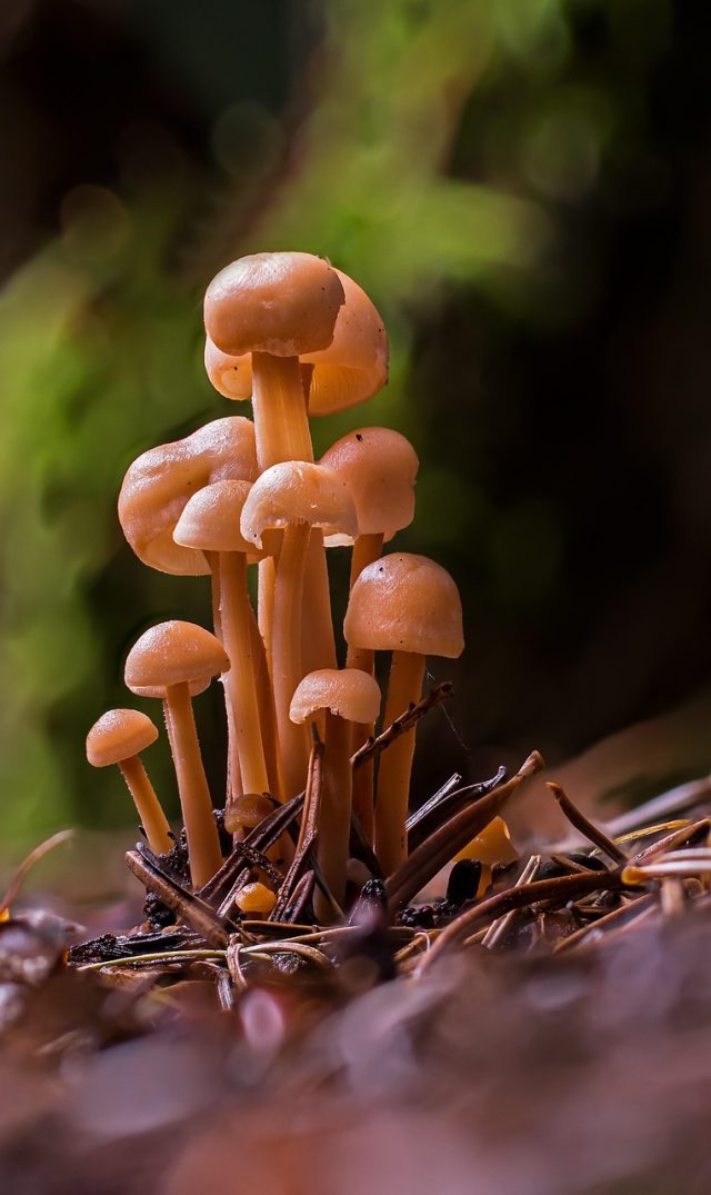 small-mushroom-4461418_1280
